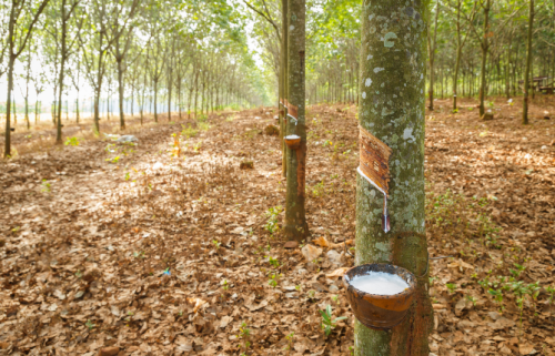 Giá cao su suy yếu trước lo ngại nhu cầu ngày 30/09/2025